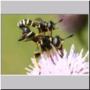 Conops flavipes - Dickkopffliege 02.jpg